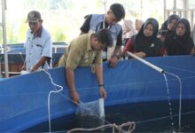 Perwakilan dinas dan mahasiswa Farmasi UMP menyebar benih budidaya ikan nila di Desa Kalisalak sebagai langkah cegah anemia remaja.