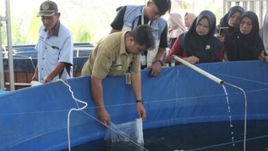 Perwakilan dinas dan mahasiswa Farmasi UMP menyebar benih budidaya ikan nila di Desa Kalisalak sebagai langkah cegah anemia remaja.