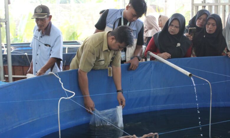 Perwakilan dinas dan mahasiswa Farmasi UMP menyebar benih budidaya ikan nila di Desa Kalisalak sebagai langkah cegah anemia remaja.
