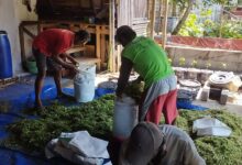 Tiga peternak memasukkan cacahan rumput ke dalam karung putih di atas terpal biru dalam proses pembuatan silase pakan ternak kambing.