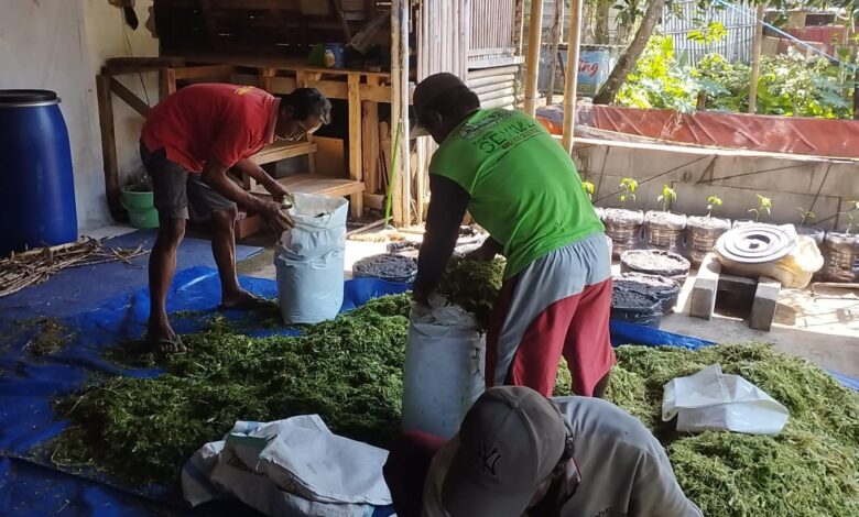 Tiga peternak memasukkan cacahan rumput ke dalam karung putih di atas terpal biru dalam proses pembuatan silase pakan ternak kambing.