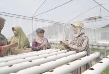 Dosen UMS memberikan pelatihan teknis penanaman bibit sayuran kepada anggota KWT Subur Makmur di dalam greenhouse hidroponik tenaga surya.