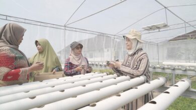 Dosen UMS memberikan pelatihan teknis penanaman bibit sayuran kepada anggota KWT Subur Makmur di dalam greenhouse hidroponik tenaga surya.