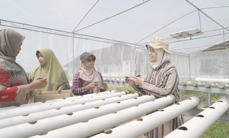Dosen UMS memberikan pelatihan teknis penanaman bibit sayuran kepada anggota KWT Subur Makmur di dalam greenhouse hidroponik tenaga surya.