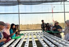 Mahasiswa UMP dan BPP mendampingi warga Desa Purbadana praktik penyemaian benih pada instalasi budidaya hidroponik di greenhouse.