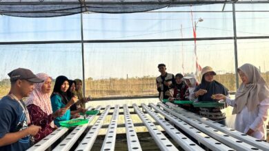 Mahasiswa UMP dan BPP mendampingi warga Desa Purbadana praktik penyemaian benih pada instalasi budidaya hidroponik di greenhouse.