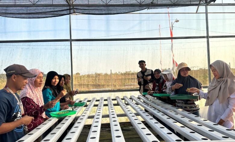 Mahasiswa UMP dan BPP mendampingi warga Desa Purbadana praktik penyemaian benih pada instalasi budidaya hidroponik di greenhouse.