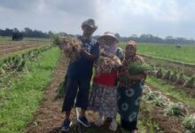 Tiga petani Jatam Cilacap tersenyum sambil menunjukkan hasil panen bawang merah segar di area persawahan bedengan Desa Jepara Wetan pada musim kemarau.