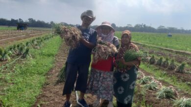 Tiga petani Jatam Cilacap tersenyum sambil menunjukkan hasil panen bawang merah segar di area persawahan bedengan Desa Jepara Wetan pada musim kemarau.