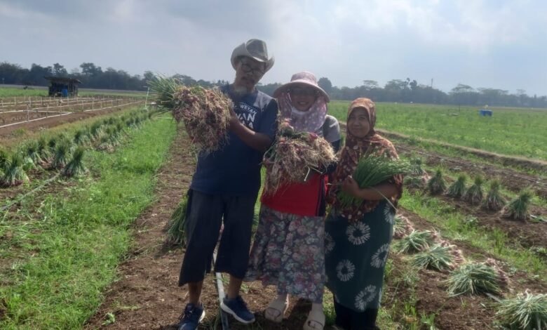 Tiga petani Jatam Cilacap tersenyum sambil menunjukkan hasil panen bawang merah segar di area persawahan bedengan Desa Jepara Wetan pada musim kemarau.