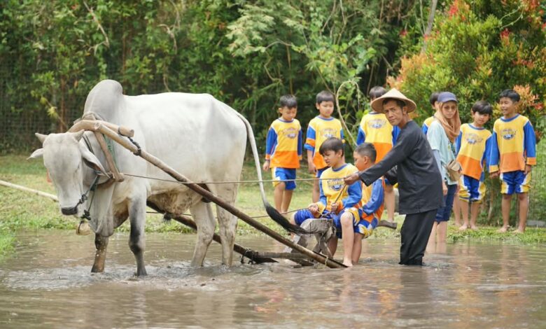 Murid SD Muhammadiyah PK Solo mempraktikkan cara membajak sawah menggunakan sapi dalam kegiatan field trip di Ledok Sambi Ecopark Sleman.