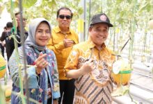 Ketua PWM Jateng KH Tafsir, Kepala LLDIKTI VI Prof Aisyah, dan Rektor UNIMUS Prof Masrukhi saat panen melon hidroponik UNIMUS di greenhouse agribisnis.