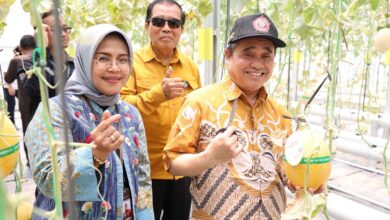 Ketua PWM Jateng KH Tafsir, Kepala LLDIKTI VI Prof Aisyah, dan Rektor UNIMUS Prof Masrukhi saat panen melon hidroponik UNIMUS di greenhouse agribisnis.