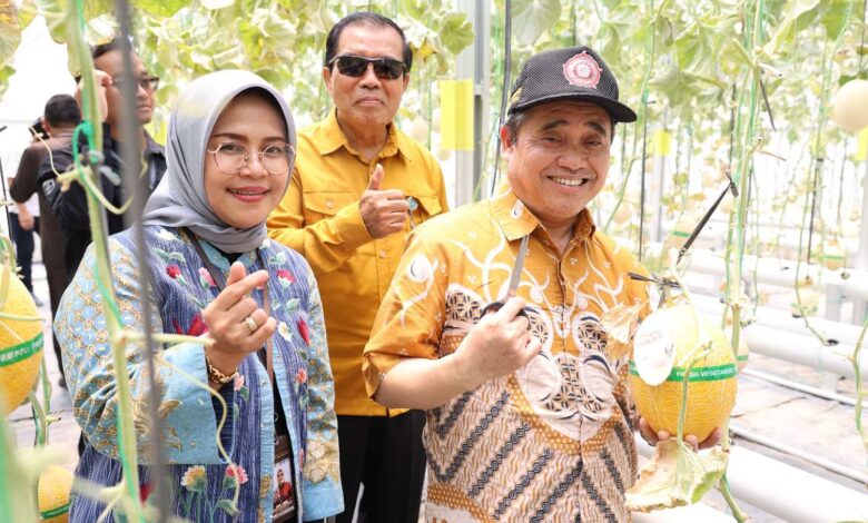 Ketua PWM Jateng KH Tafsir, Kepala LLDIKTI VI Prof Aisyah, dan Rektor UNIMUS Prof Masrukhi saat panen melon hidroponik UNIMUS di greenhouse agribisnis.