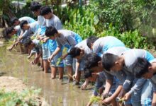 Siswa SMP UMP belajar sains dan pertanian dengan mempraktikkan cara menanam padi di lumpur sawah Wisata Mina Padi Cilongok.