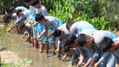 Siswa SMP UMP belajar sains dan pertanian dengan mempraktikkan cara menanam padi di lumpur sawah Wisata Mina Padi Cilongok.