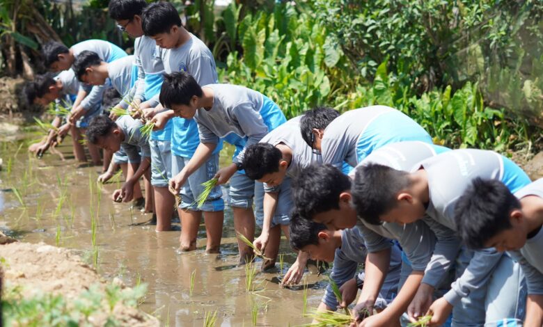 Siswa SMP UMP belajar sains dan pertanian dengan mempraktikkan cara menanam padi di lumpur sawah Wisata Mina Padi Cilongok.