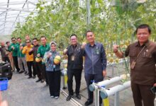 Kepala LLDIKTI VI Prof. Aisyah Endah Palupi, Rektor UNIMUS Prof. Masrukhi, Ketua PN Semarang Dr. Salman Alfarasi, dan jajaran pimpinan pose mengepalkan tangan saat panen melon UNIMUS di greenhouse hidroponik kampus.