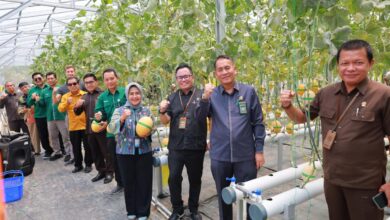 Kepala LLDIKTI VI Prof. Aisyah Endah Palupi, Rektor UNIMUS Prof. Masrukhi, Ketua PN Semarang Dr. Salman Alfarasi, dan jajaran pimpinan pose mengepalkan tangan saat panen melon UNIMUS di greenhouse hidroponik kampus.